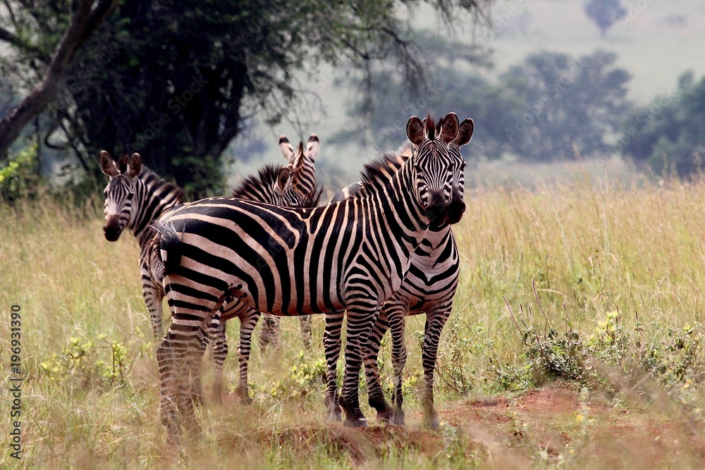 Naklejka premium Zebra, Zebras Serengeti, Tanzania, Africa
