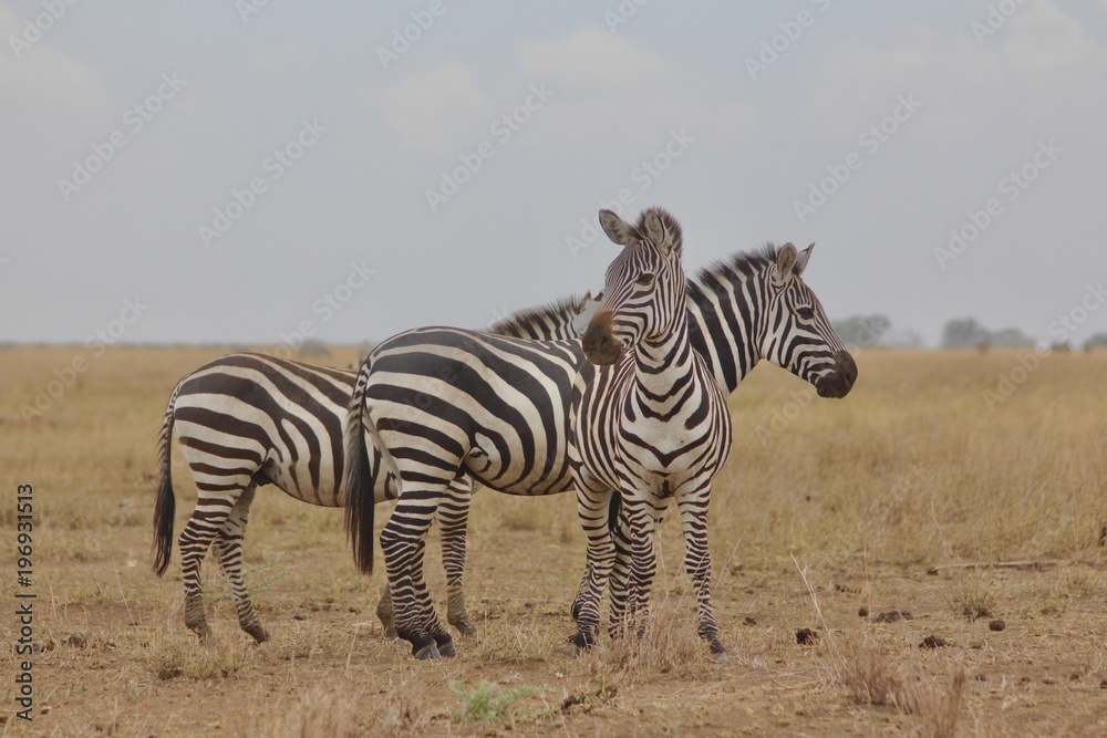 Obraz premium Zebra, Zebras Serengeti, Tanzania, Africa