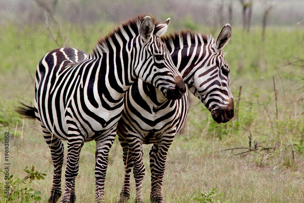 Fototapeta premium Zebra, zebry Serengeti, Tanzania, Afryka