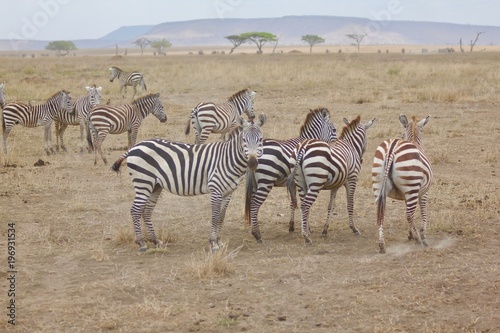 Zebra  Zebras Serengeti  Tanzania  Africa