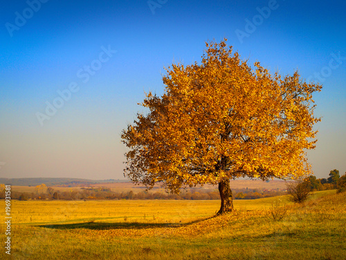 Fototapeta Naklejka Na Ścianę i Meble -  Beautiful autumn landscape with a superb solitary yellow tree