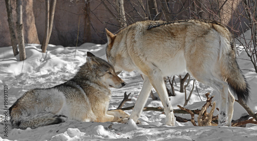 Two wolves in winter. Eurasian wolf  Canis lupus lupus 