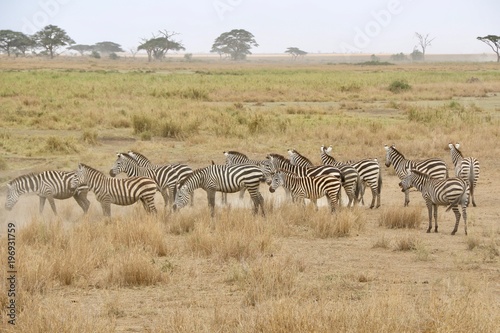 Zebra  Zebras Serengeti  Tanzania  Africa