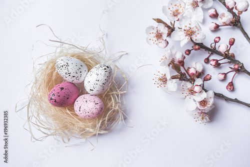 View of colorful pink and white freckled Easter eggs in a straw nest with spring tree branches blooming with white flowers on white background, Happy Easter background