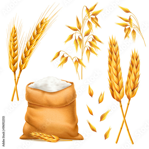 Realistic bunch of wheat, oats or barley with bag of flour isolated on white background. Vector set of wheat ears. Grains of cereals. Harvest and agriculture theme. Ingredient element. 3d illustration photo