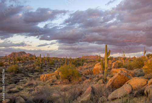 Arizona saguaro cactus and rock formation near sunset