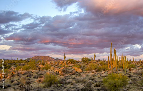 Arizona Saguaro cactus at Sunset near Scottsdale, AZ. 