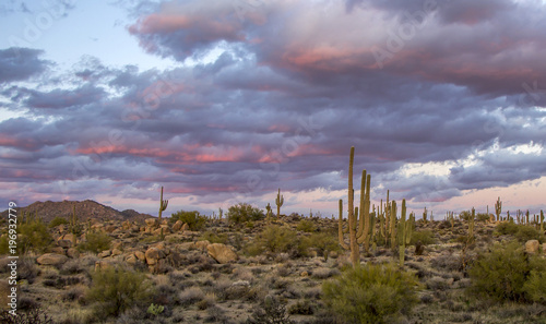 Saguaro Cactus at Sunset in Scottsdale, Arizona