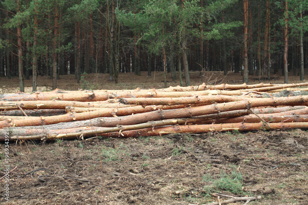 Environment, nature and deforestation forest - felling of trees Environment, nature and deforestation forest - felling of trees