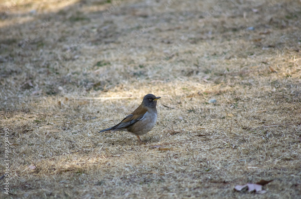 Obraz premium 木陰のシロハラ