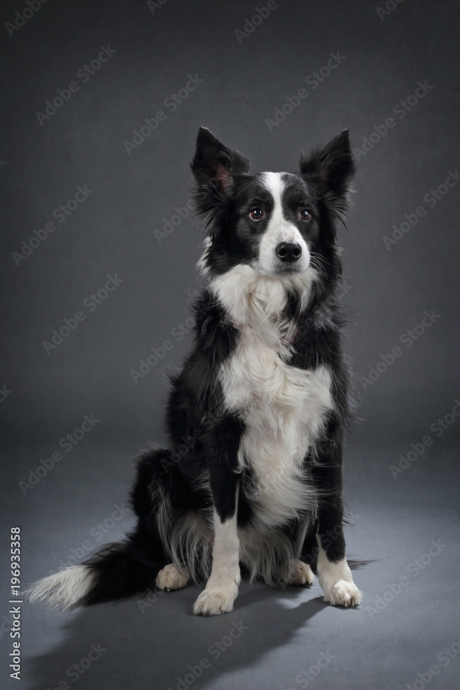 chien Border Collie 