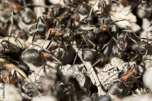 Common red ant face closeup macro colony © bibi75