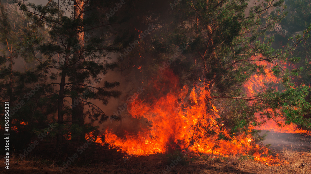  wildfire at sunset, burning pine forest .