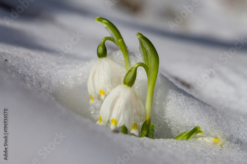 Märzenbecher im Schnee photo