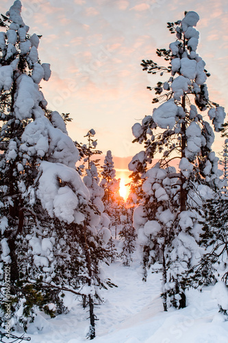 Fotografie the forest all around Rovaniemi in Lapland, Finland