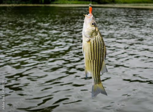 Striped Bass caught by sport fisherman. Freshwater lake fishing for fun, relaxation and sport. 
