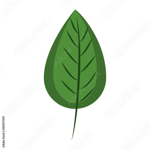 Leaf eco symbol vector illustration graphic design