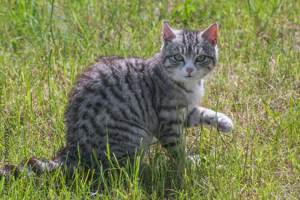 Fototapeta premium a young kitty on a meadow