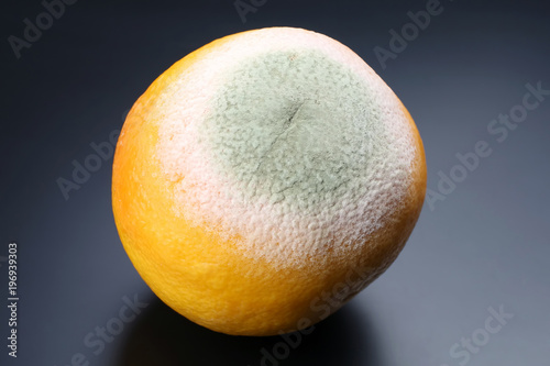 rotting grapefruit on a dark background