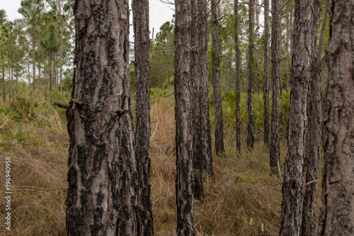 Forest in Florida