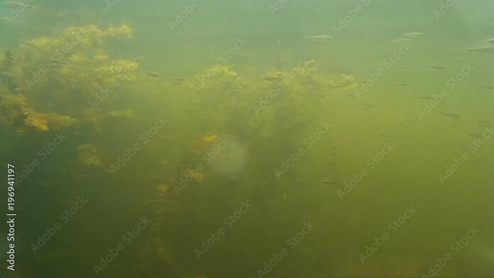 Shoal of small freshwater fish under water Shoal of small freshwater fish under water