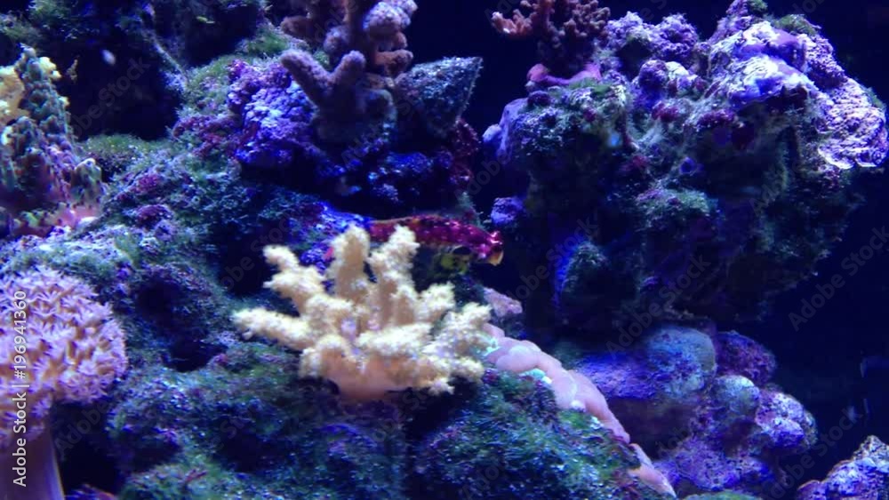 Red Ruby dragonet fish