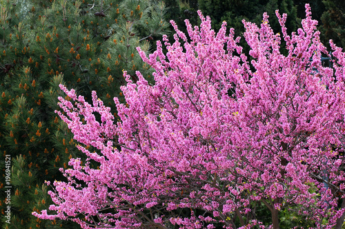 Redbud tree in bloom
