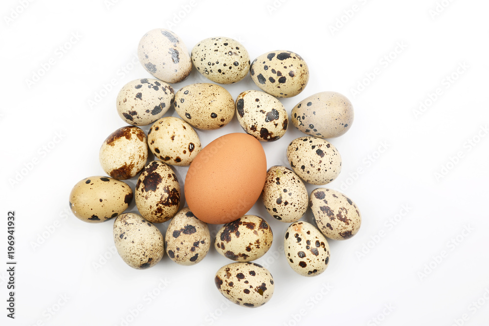 chicken and quail eggs on white background. chicken and quail eggs on white background.