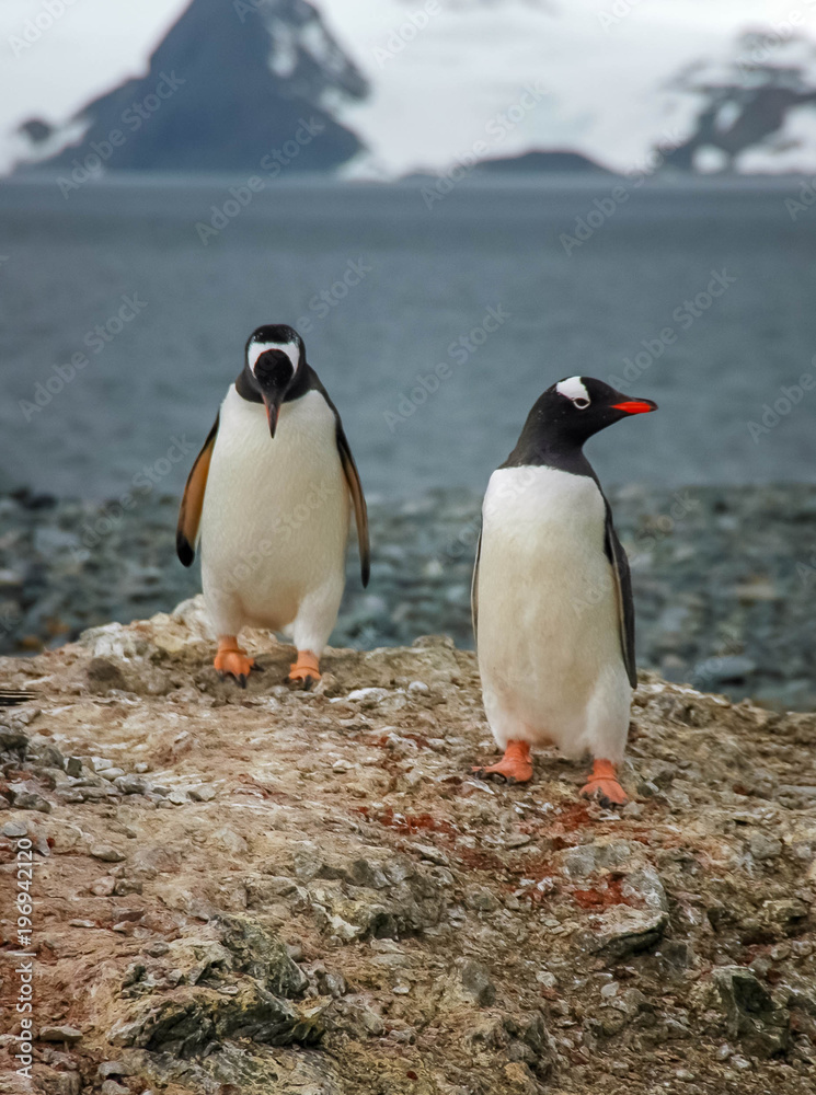 Obraz premium March of the Penguins