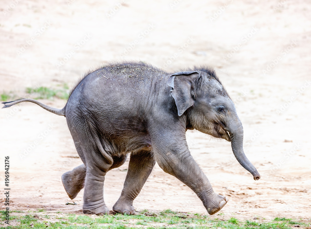Obraz premium Running elephant calf