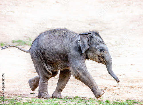 Running elephant calf