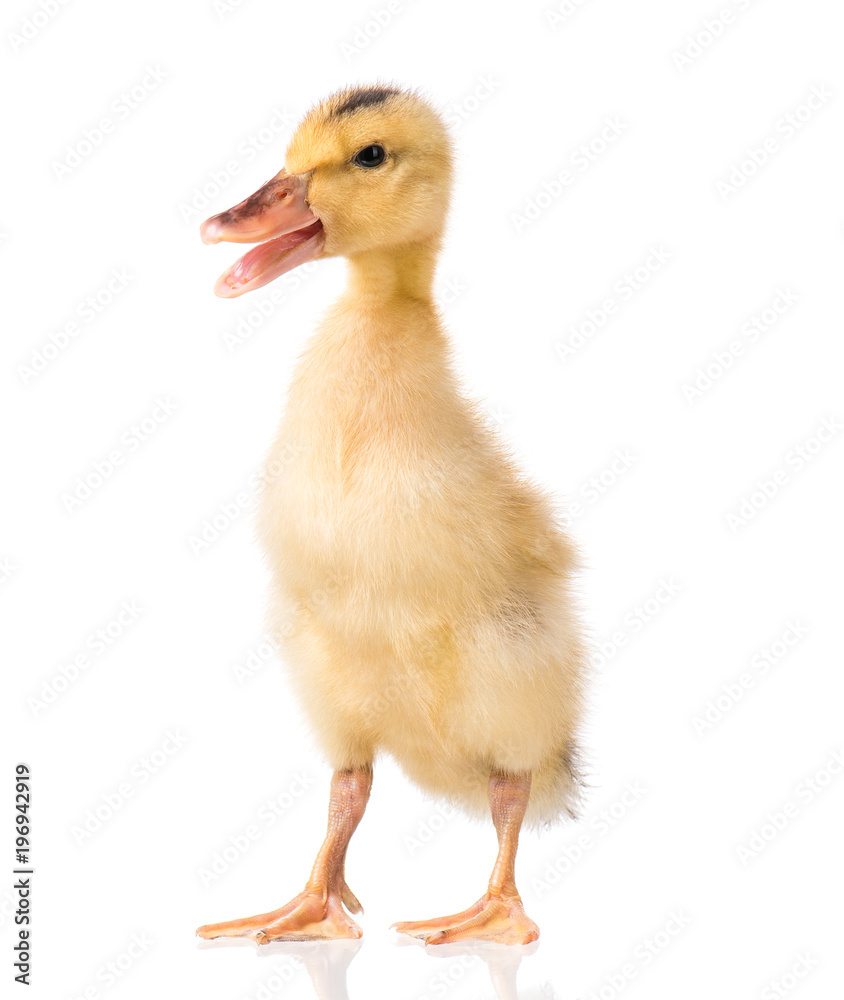 Cute little yellow newborn duckling isolated on white background. Newly hatched duckling on a chicken farm. Cute little yellow newborn duckling isolated on white background. Newly hatched duckling on a chicken farm.
