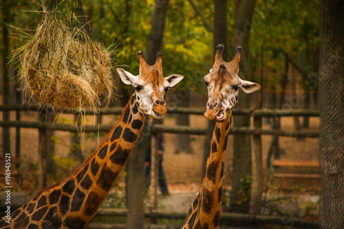 Photography Two adult giraffes feeding at the Zoo