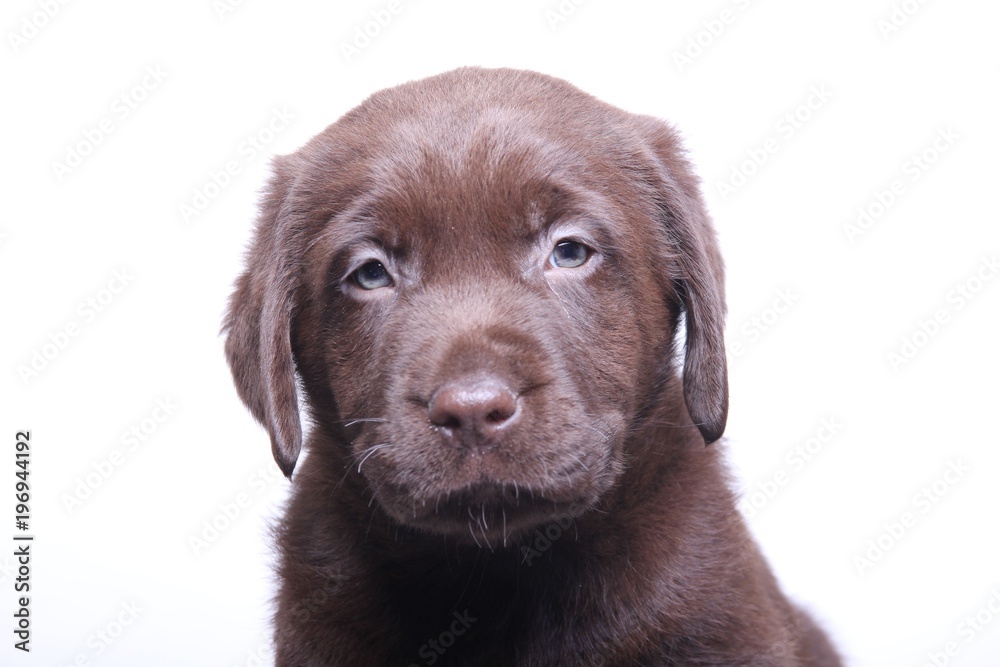 Labrador puppy