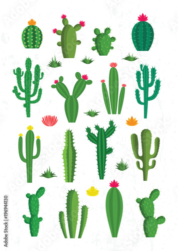 Vector cactus icons photo