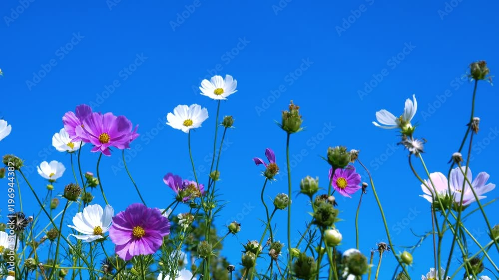 Cosmos flower in . Royalty high quality free stock footage of beautiful pink cosmos flowers blooming in garden. Cosmos flower are herbaceous perennial plants or annual plants growing tall Cosmos flower in . Royalty high quality free stock footage of beautiful pink cosmos flowers blooming in garden. Cosmos flower are herbaceous perennial plants or annual plants growing tall