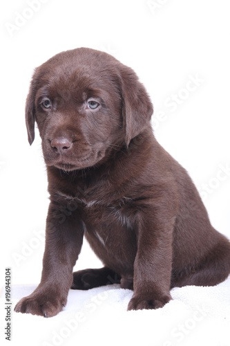 Fototapeta Naklejka Na Ścianę i Meble -  Labrador puppy
