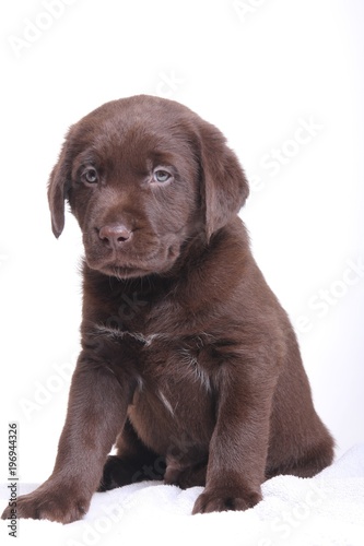 Labrador puppy © Djomas