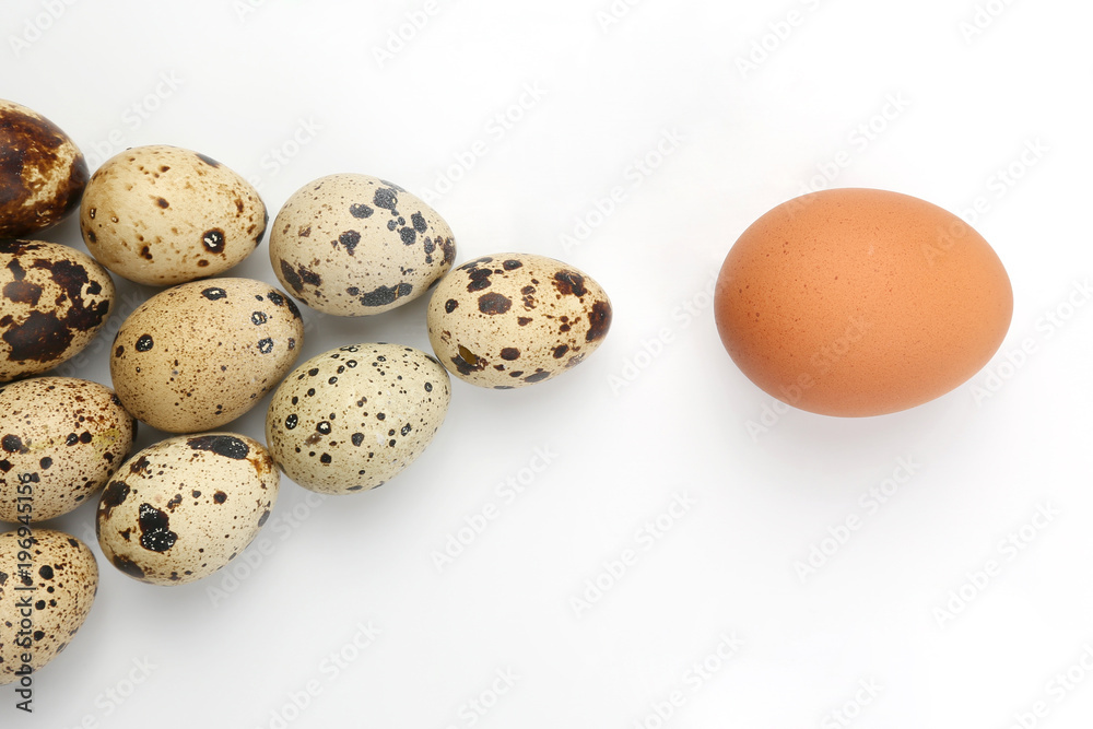 chicken and quail eggs on white background. chicken and quail eggs on white background.