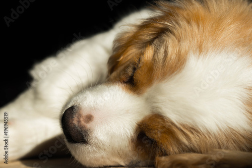  a cute white puppy with beige ears, sleeping sweetly on a wooden floor in the warm sunshine