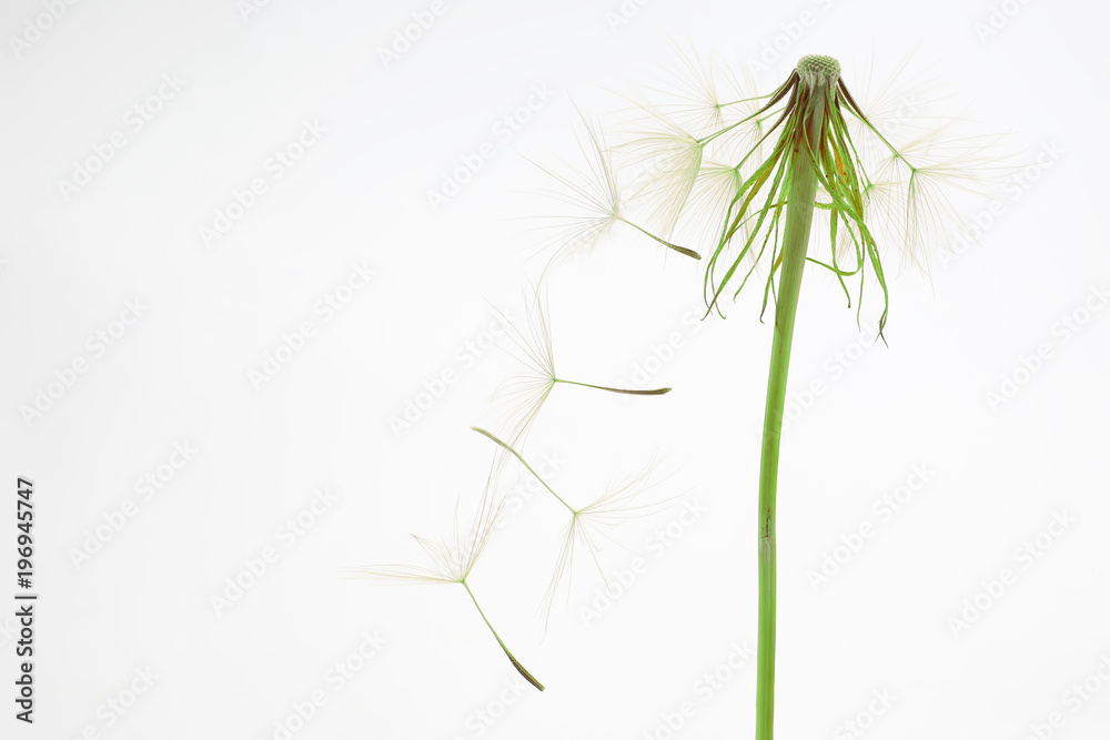 dandelion and its flying seeds on a white background dandelion and its flying seeds on a white background