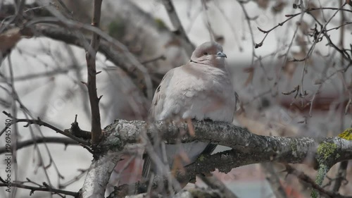 Eurasian collared dove Streptopelia decaocto the bird is sitting on a branch outdoors photo