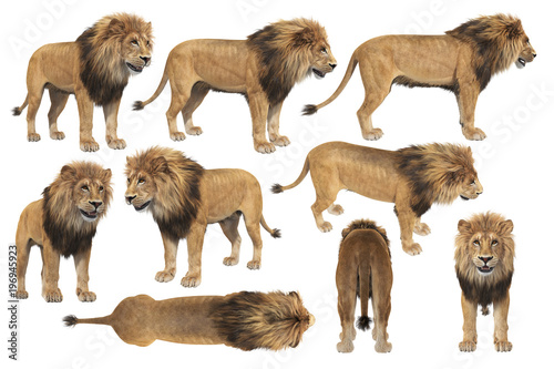 African lion with big mane set. 3D rendering