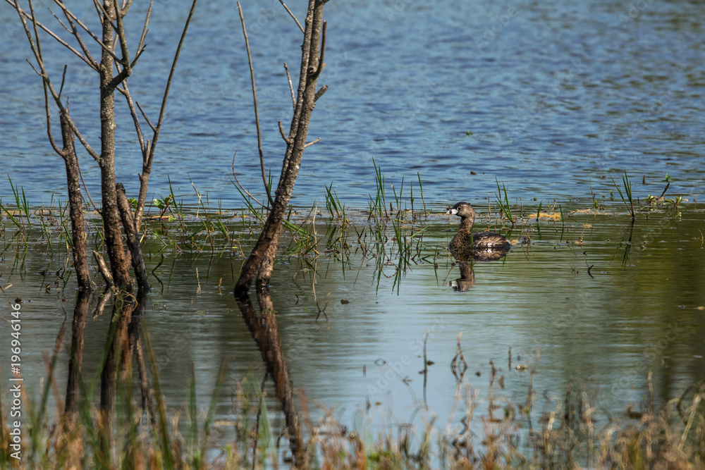 Fototapeta premium Pied-billed grebe enjoying a spring swim!