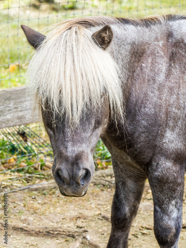 Pet shetland pony with an unruly blond mane