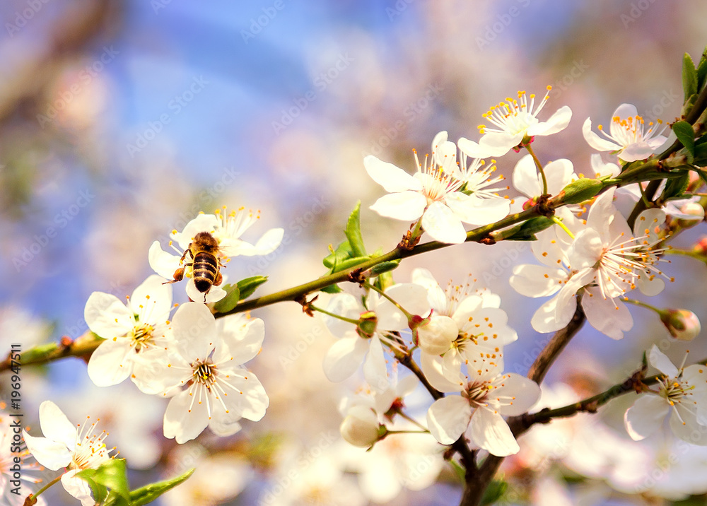 Honey bee on Cherry Blossom in spring with Soft focus, Sakura season- Spring abstract scenes.