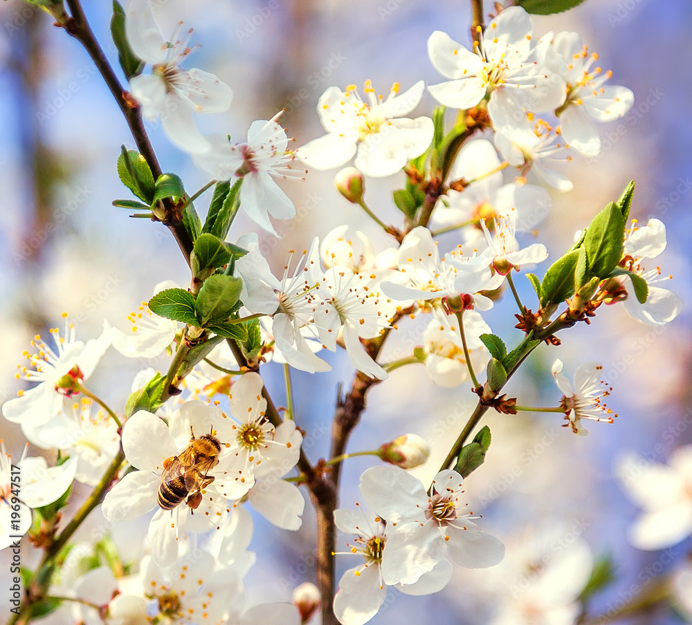 Fototapeta premium Honey bee on Cherry Blossom in spring with Soft focus, Sakura season- Spring abstract scenes.