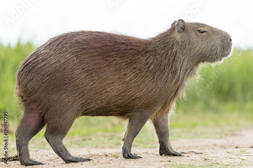 Capybara (Hydrochaeris hydrochaeris)