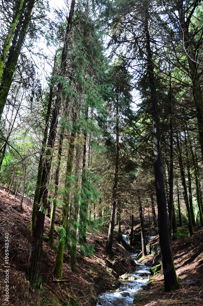 Obraz premium Floresta