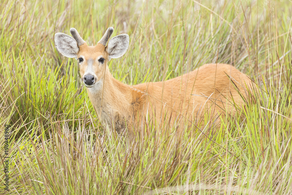 Young Male Marsh Deer (Blastocerus dichotomus)